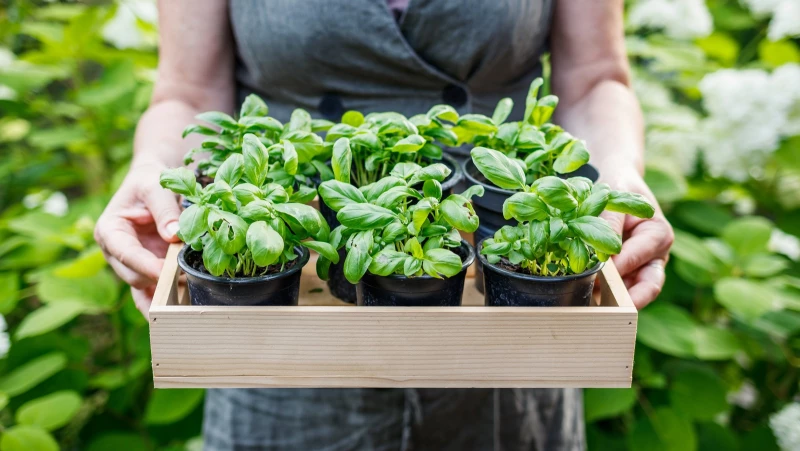 Can Planting Basil Keep Snakes Away? Our Expert Scientist Reveals the Truth