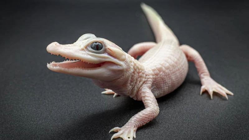 Rare White Leucistic Alligator Born in Florida: A Phenomenal Discovery
