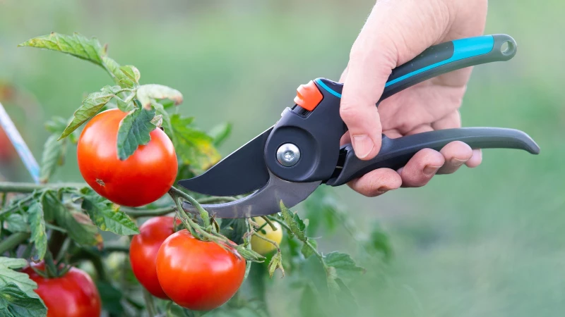 Avoid These Crucial Mistakes When Pruning Your Tomatoes