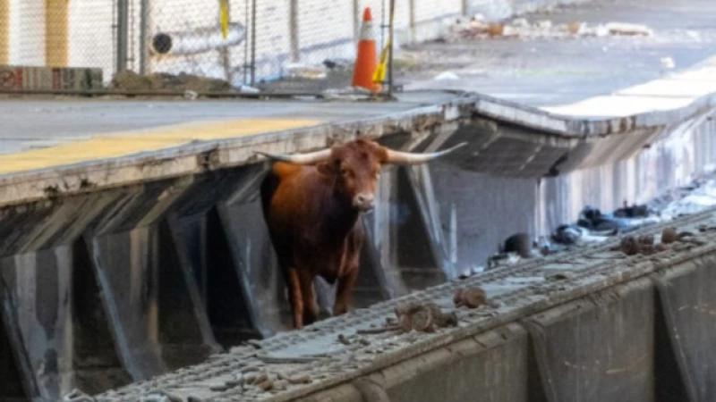 Rampaging Bull Spotted Galloping Along Train Tracks at N.J. Station