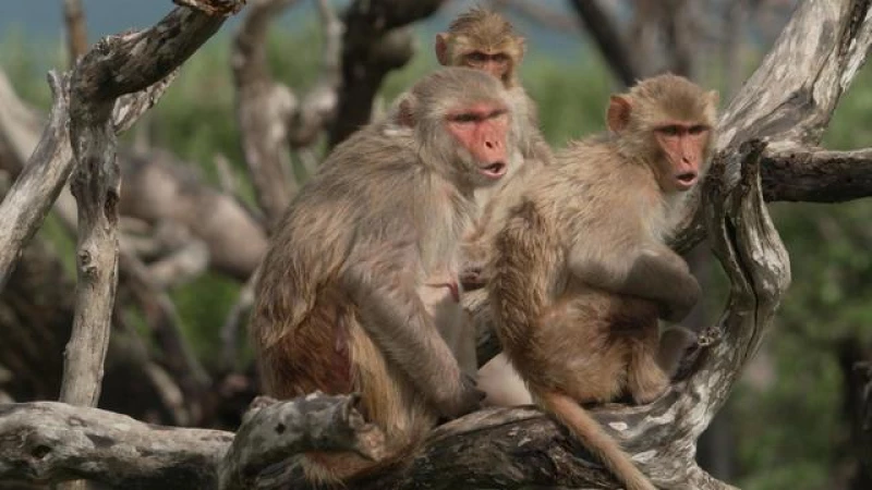 Scientists delve into the secrets of Monkey Island's rhesus macaques in a groundbreaking study