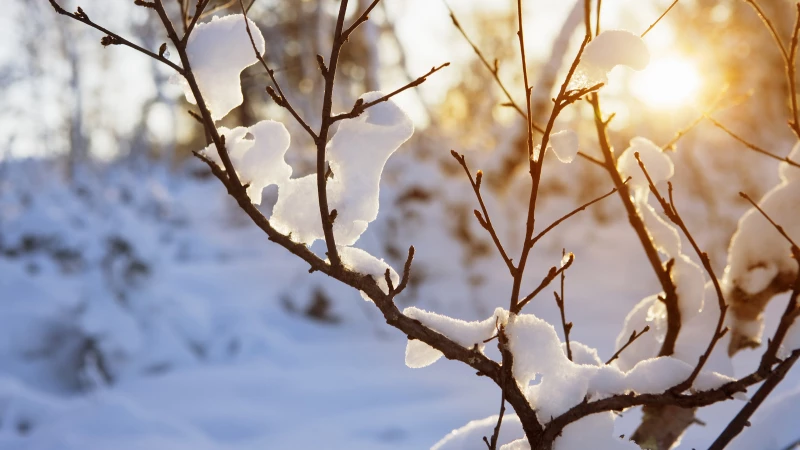 Protect Your Trees from Winter Animal Damage: Expert Tips