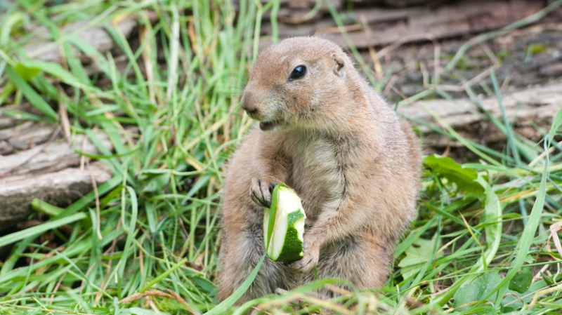 Groundhog eating cucumber plants