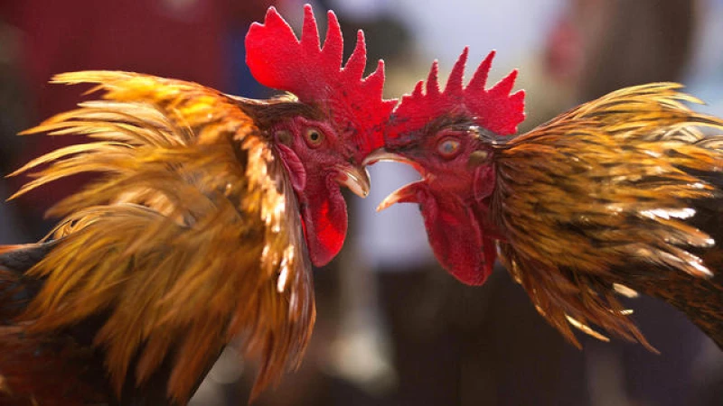 Growing Concerns Over Weakening Ban on Cockfighting in Oklahoma