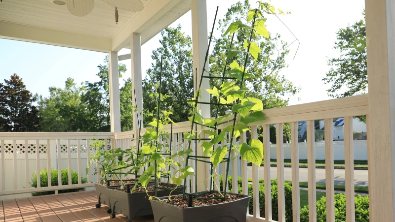 Unlock the Key to Growing Massive Cucumbers in Containers or Grow Bags!