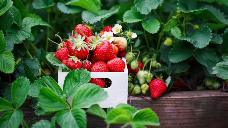 Master the Art of Growing Strawberries this Spring with a Simple Wooden Pallet - Learn How!