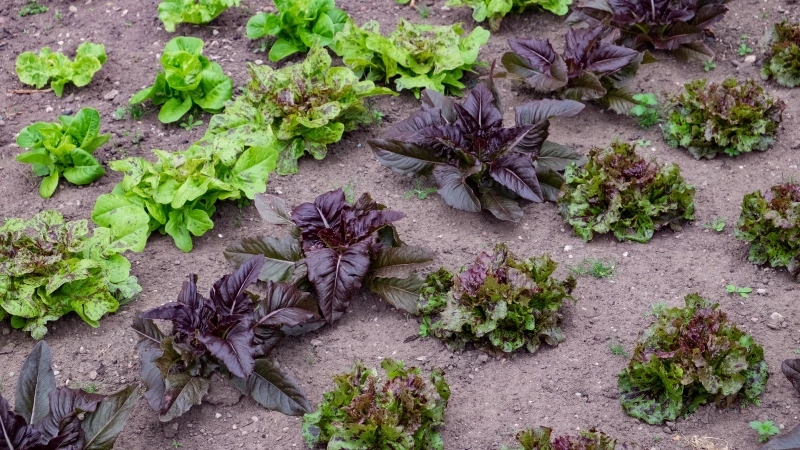 Discover 10 Heirloom Lettuce Varieties Recommended by Our Expert Gardener for a Bountiful Summer Harvest