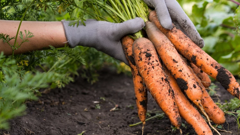 Boost Your Harvest with This Simple Carrot Growing Hack!