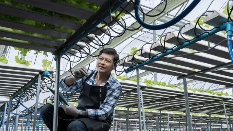 Hydroponic Strawberries