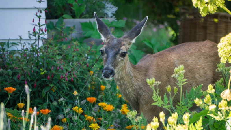 Unveiling the Mystery: Can Coffee Grounds Really Keep Deer Away?