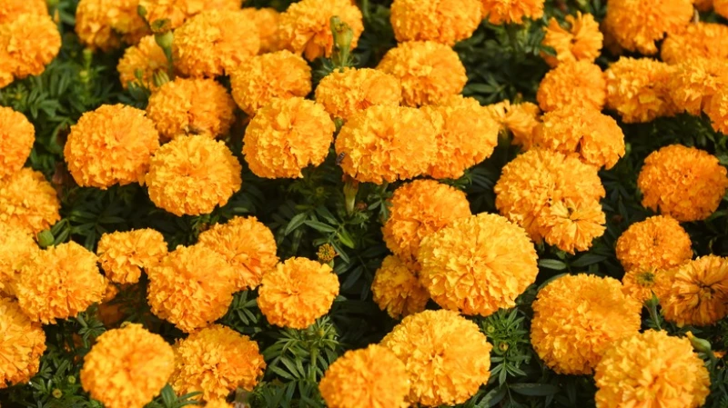 Marigolds and Peppers
