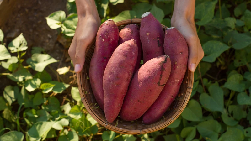 "Discover the Challenges of Cultivating Sweet Potatoes in Your Own Garden!"