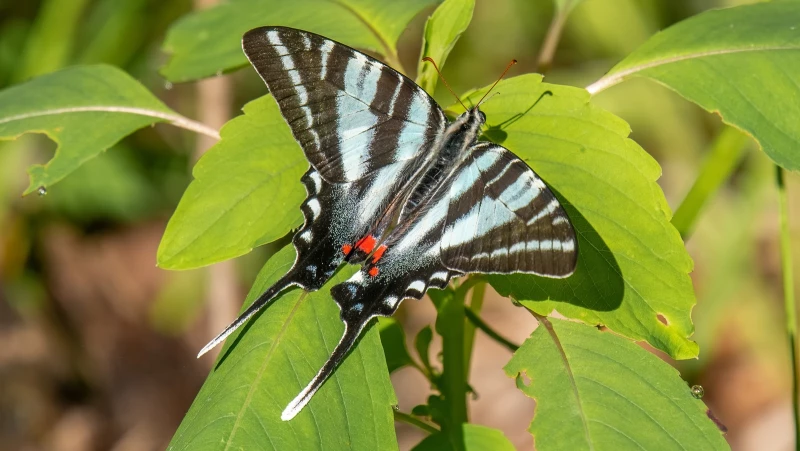 Discover the Pawpaw Tree's Magical Attraction to Zebra Butterflies and Its Surprising Benefit!