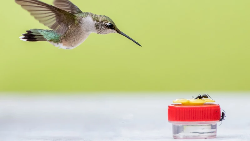 Discover the Ultimate Solution to Keep Ants Away from Your Hummingbird Feeder - Is It Really Effective?