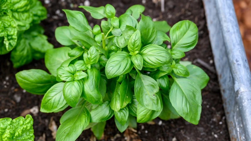 Maximize Your Basil Harvest with These Essential Tips!