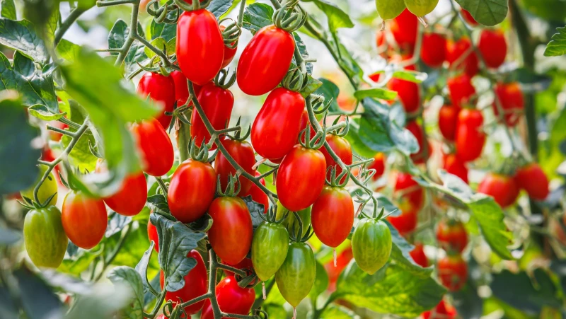 Discover the Must-Have Basil Variety for Thriving Tomato Plants
