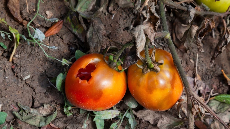 Protect Your Tomato Plants This Summer: A Simple Trick to Keep Birds at Bay!