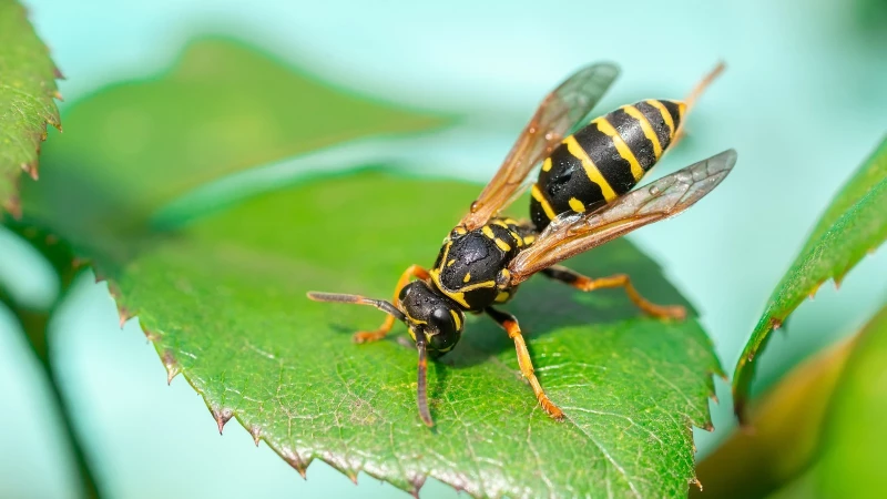 "Discover the Surprising Herb That Attracts Wasps - Think Twice Before Planting in Your Garden!"