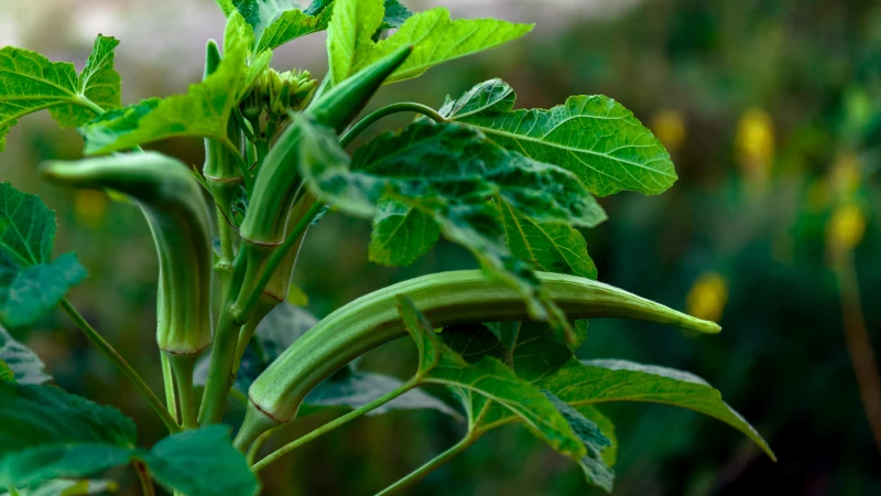 Discover the Secret to Growing Delicious Okra in Your Garden