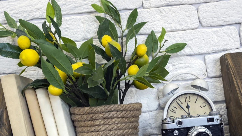 Maximize the Growth of Your Potted Citrus Trees with These Expert Tips and Tricks!
