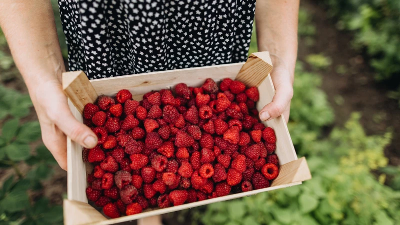 Maximize Your Raspberry Harvest with These Essential Pruning Tips!