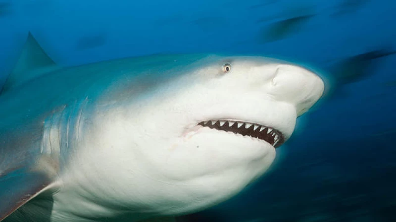 British Tourist in Caribbean Survives Terrifying Shark Attack