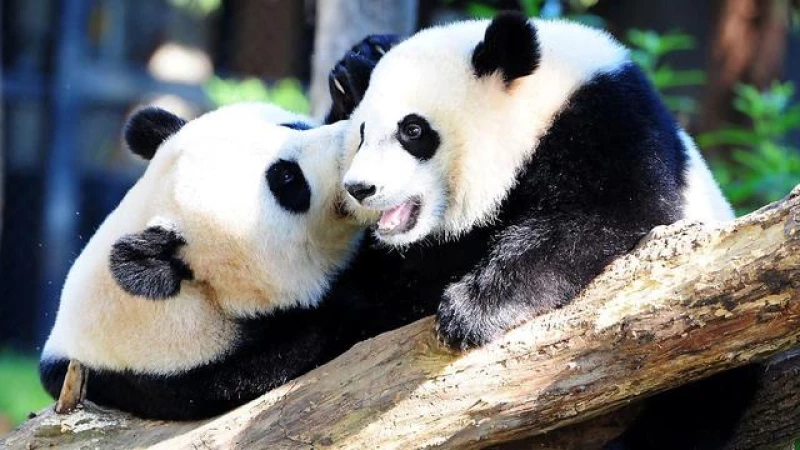 Exciting News: San Diego Zoo Welcomes Two New Pandas from China!