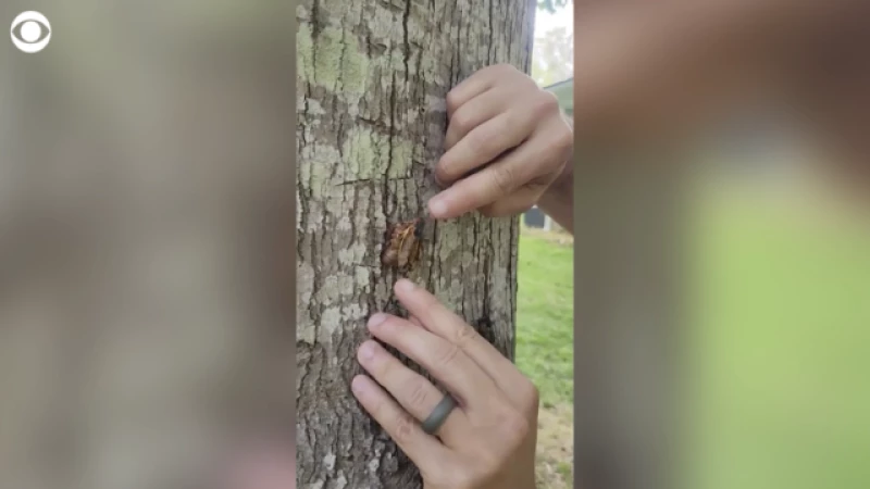 Discover the Early Cicada Emergence Hotspots Across the U.S. in Captivating Videos!