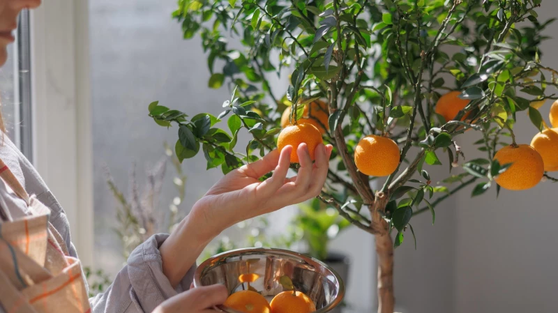 "Discover the Abundance of Fruits and Veggies You Can Easily Grow in Your Own Home!"