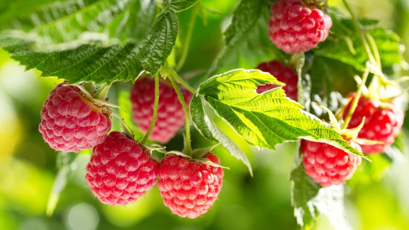 Discover the Perfect Plant Companions for Thriving Home-Grown Raspberries