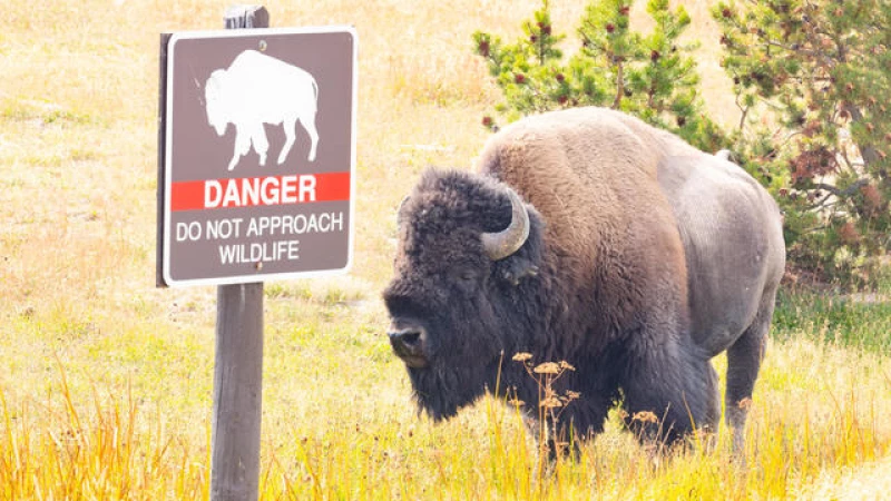 Man Arrested for Provoking Bison Attack at Yellowstone National Park