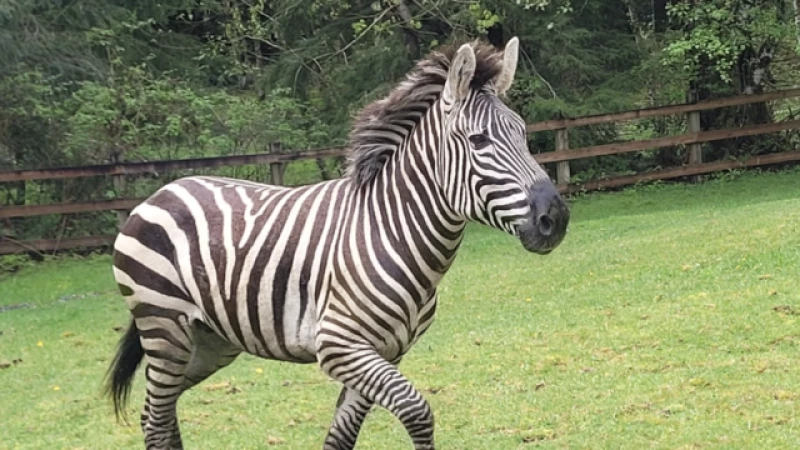 "Ex-Rodeo Clown Turns Hero: Assisting in Roundup of Escaped Zebras in Washington"