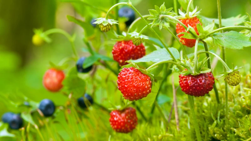 Berries in containers