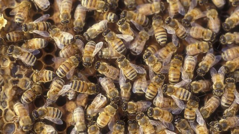 50,000 Bees Found in Toddler's Wall - Terrifying Monster Noises Revealed!