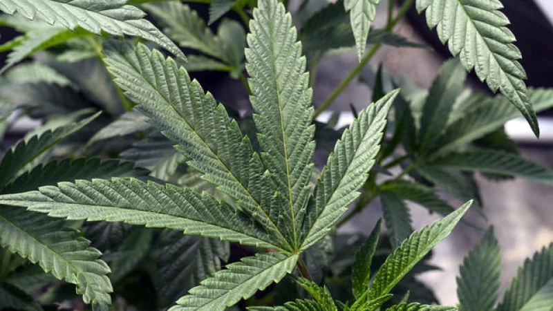 DEA to Make Historic Shift by Reclassifying Marijuana: Exclusive Report by AP Sources