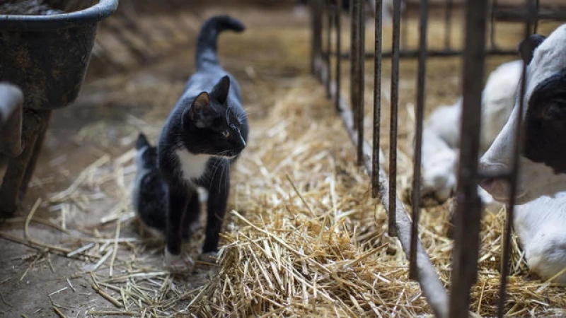 Bird Flu Outbreak: Raw Milk from Infected Cows Claims Lives of Cats