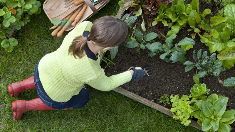 Master Gardener's Ultimate Guide to Eliminating Stubborn Weeds in Raised Beds