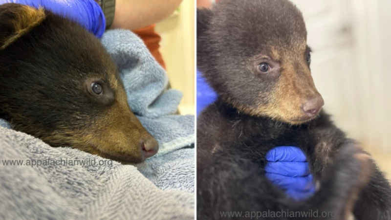 Rescued Bear Cub Flourishing in Wildlife Refuge, Against All Odds!