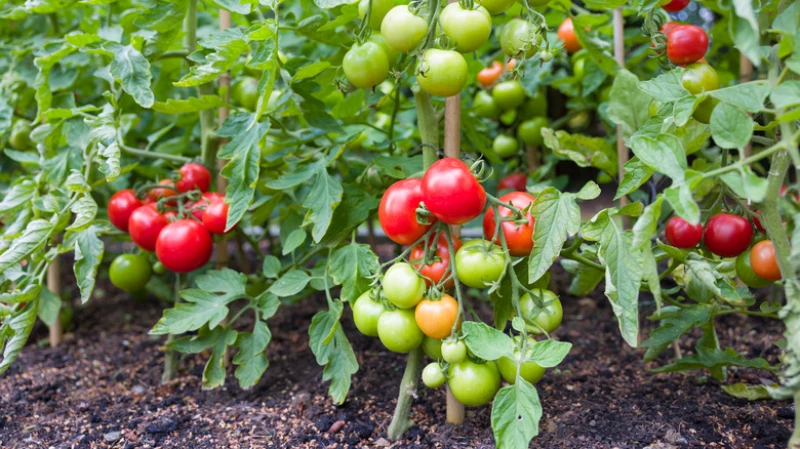 White Mold in Tomato Plants