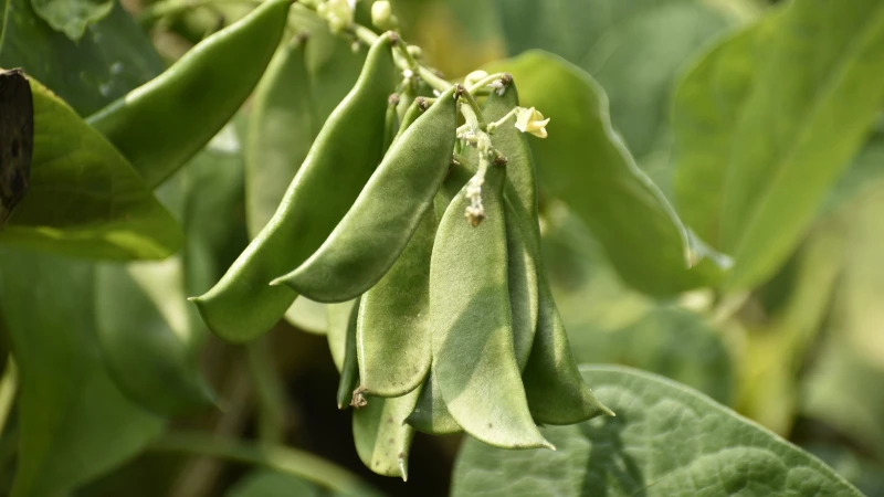 Discover the Ultimate Guide to Growing Thriving Lima Beans!