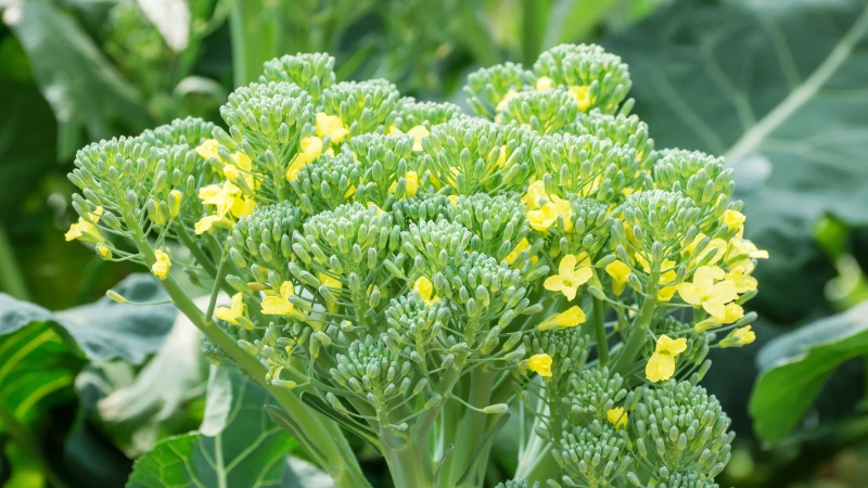 Unveiling the Mystery Behind Flowering Broccoli in Your Garden: What Happens If You Let It?
