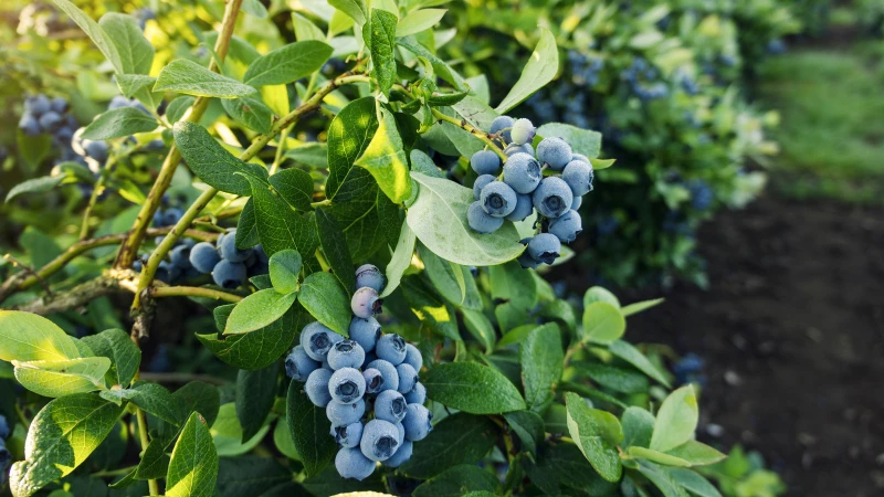 Discover Mouthwatering Blueberry Varieties Perfect for Your Garden's Success