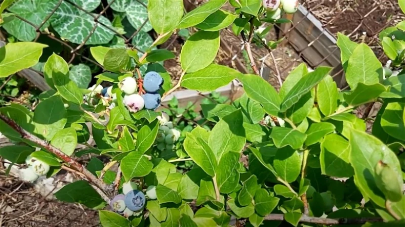 Rabbiteye Blueberry Plant