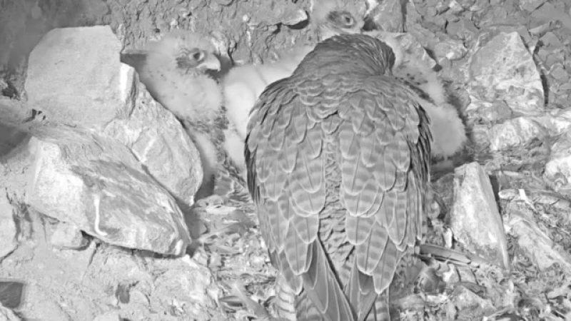 Watch Peregrine Falcons in Action: Live Nesting Camera on Alcatraz Island!