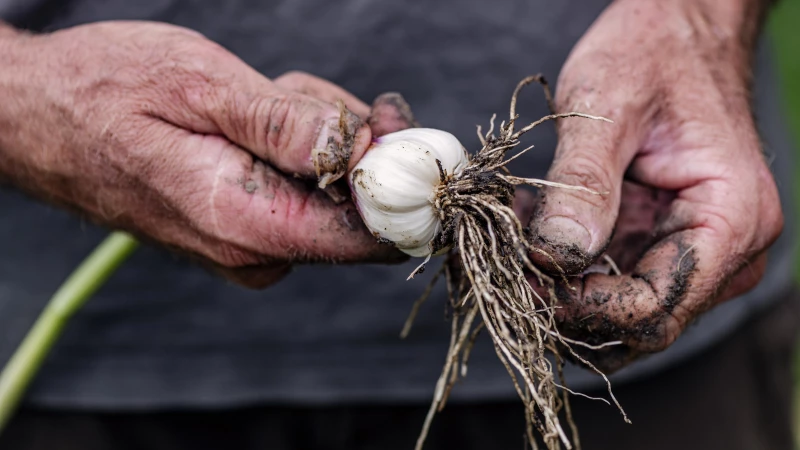 "Discover the Amazing Benefits of Planting Garlic Around Your Patio!"
