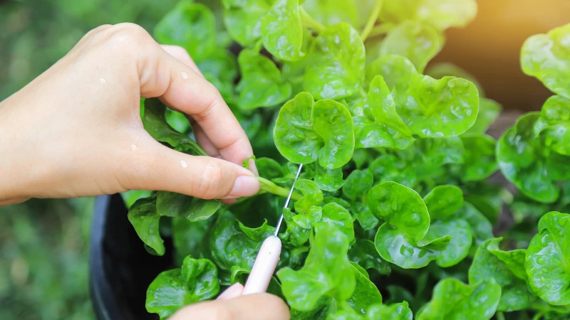 "Master the Art of Growing Watercress in Containers: Keep Your Kitchen Fresh and Invasion-Free!"