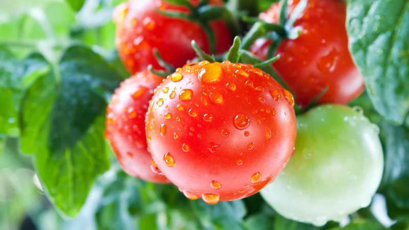 Discover the Simple Trick for Effortless Cherry Tomato Propagation