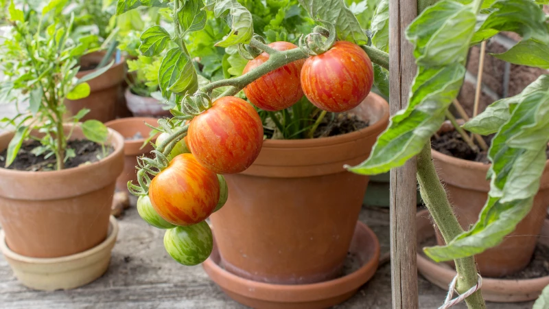 Unlock the Secret to Successfully Regrowing Store-Bought Tomatoes!