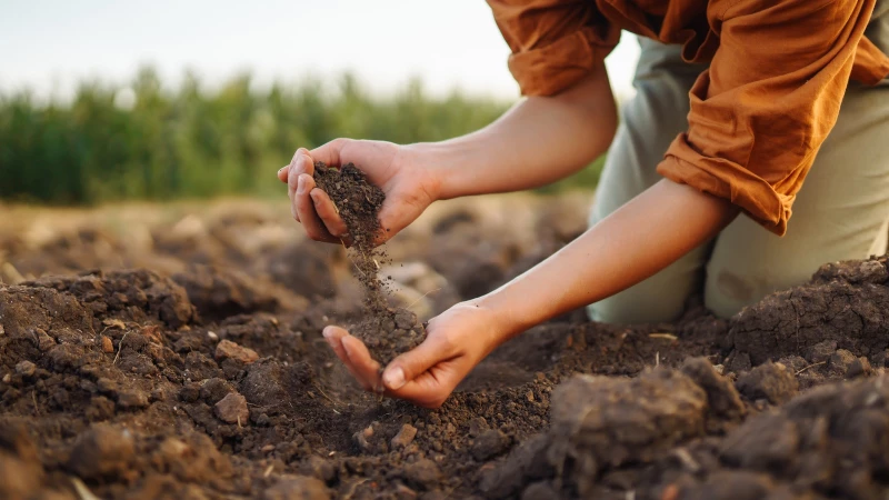 "Discover the Surprising Truth About Using Your Own Soil for Raised Garden Beds!"