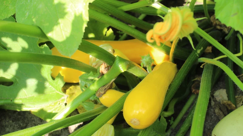 Top Indicators to Harvest Summer Squash at Its Peak for a Mouthwatering Yield